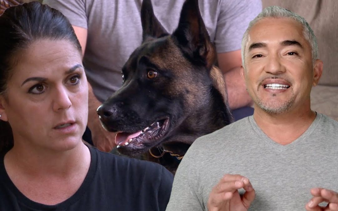 Cesar Millan Meets a K9 Dog That Keeps Biting Its Trainers!