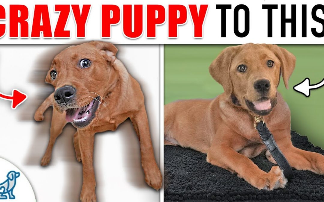 Your “Wild and Crazy” Puppy Needs To Learn THIS!