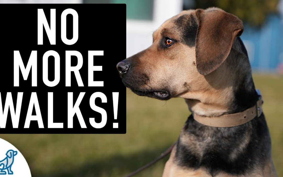 You’re NOT Ready For “Leash Walking” Until Your Dog Can Do THIS!