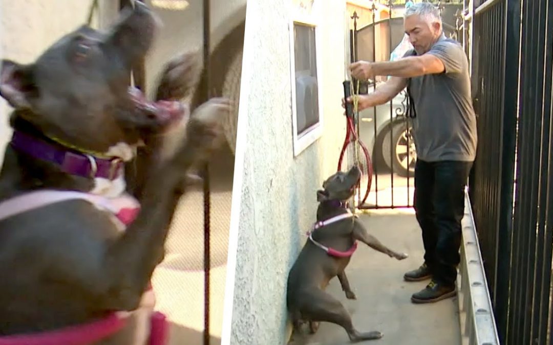 Cesar Must Correct Aggressive Pitbull’s Behavior | Cesar 911