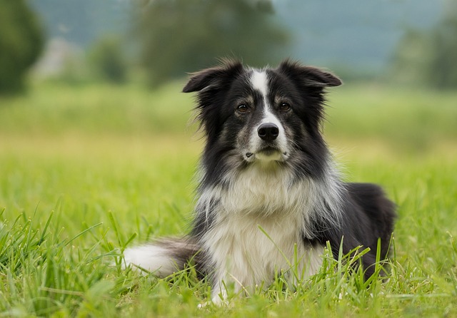 Rover Won’t Sit?  See These Tips For Training Your Dog