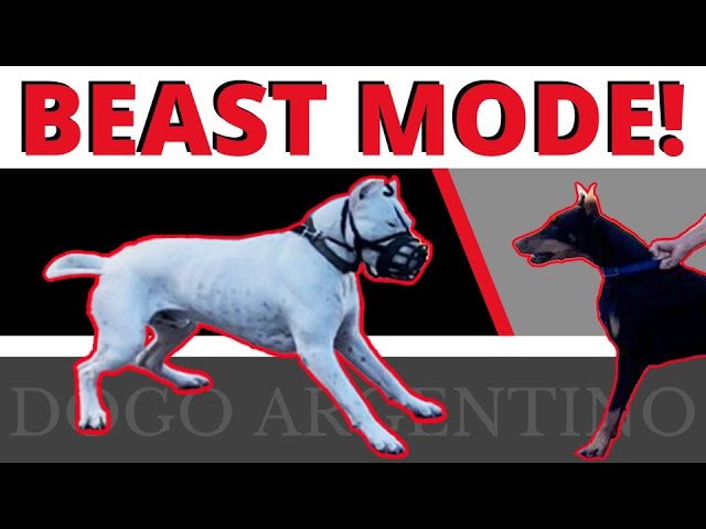 Powerful Dogo Argentino Growls at Mom! – Learn ways to deal with this.