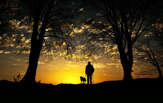 Tried And True Ways Of Effective Canine Training