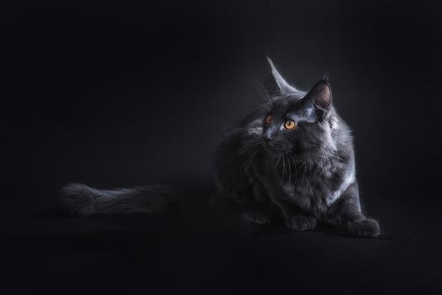Are You Looking For A Cat For An Allergy Sufferer?