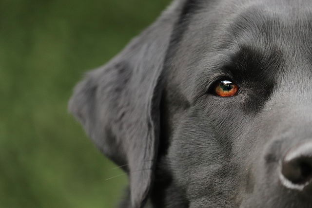 Is Canine Training The Right Thing For You?