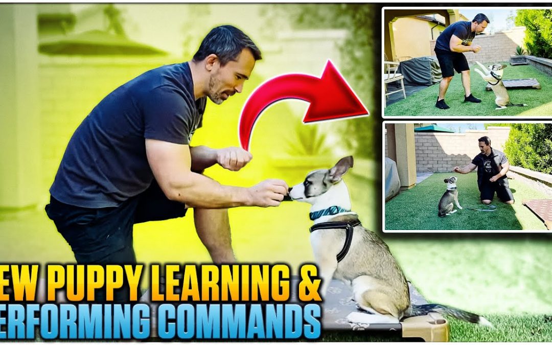 New Puppy Learning and Performing Training Commands | Episode 1