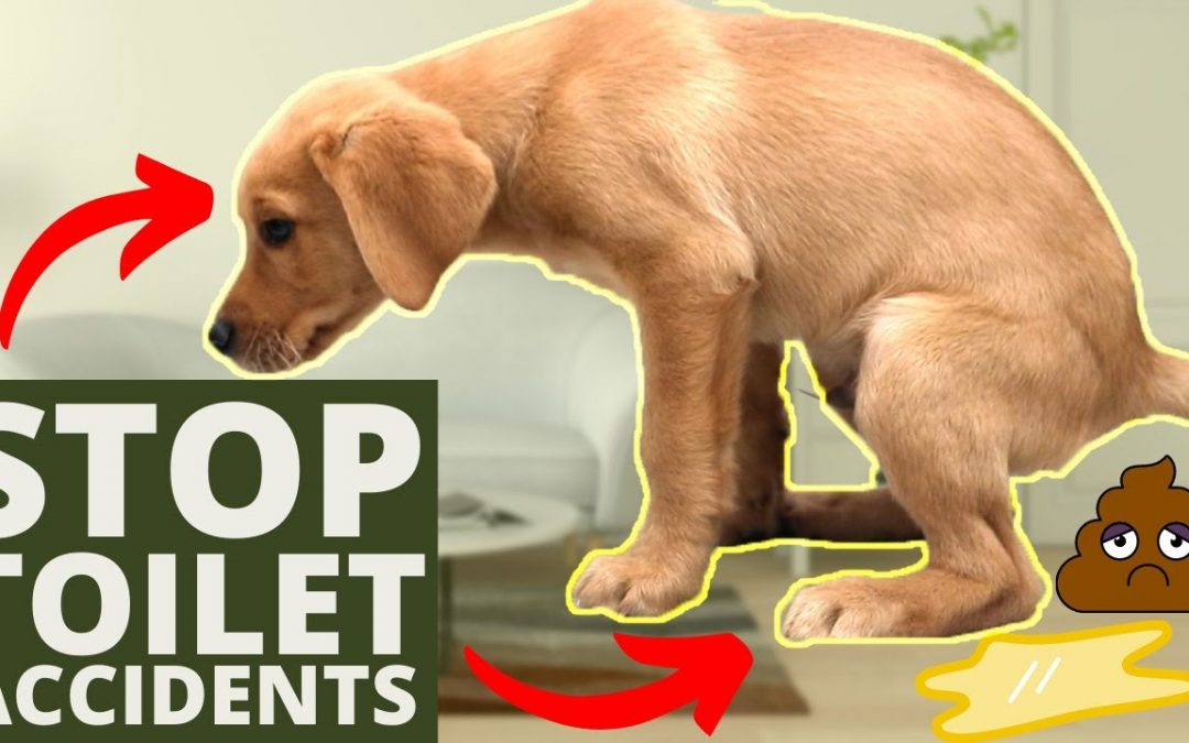 5 Puppy House Training Tips EVERY Dog Owner Needs