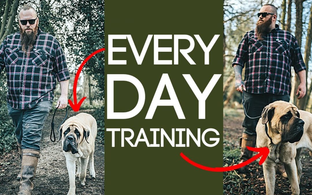 3 Dog Training Exercises You Should Do EVERY DAY At Home!