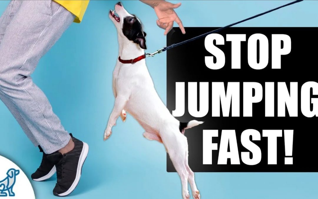 Teach Your Dog To STOP Jumping Up On People!