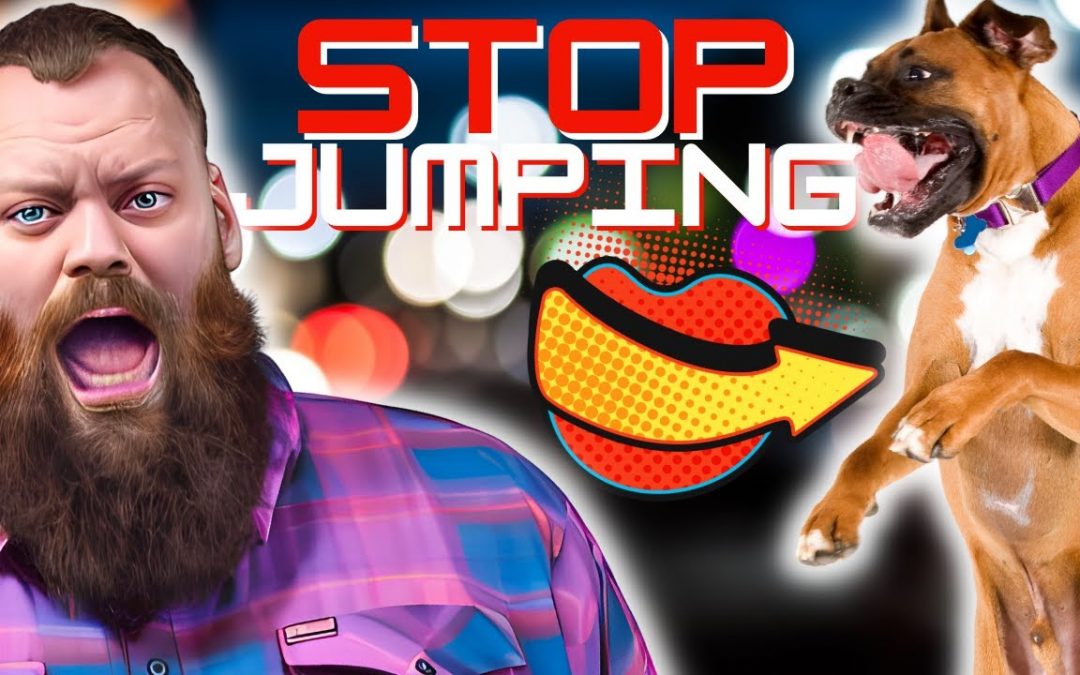 Teach Your Dog To Stop Jumping Up In 3 Simple Steps