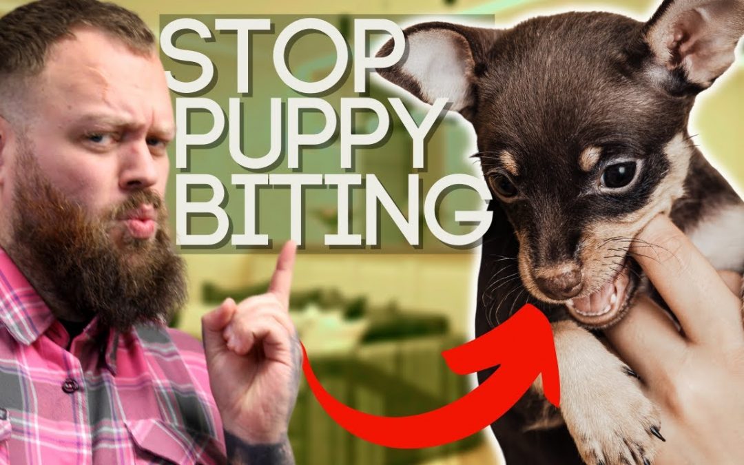 Everything You Need To Know To Stop Your Puppy Biting