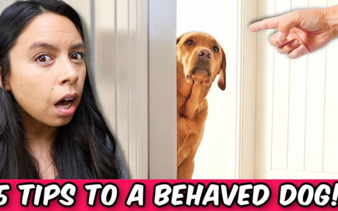 5 Secrets Dog Trainers Won’t Tell You for FREE 🤫