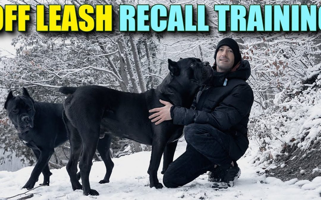 OFF Leash Dog Recall Training – Cane Corso Recall