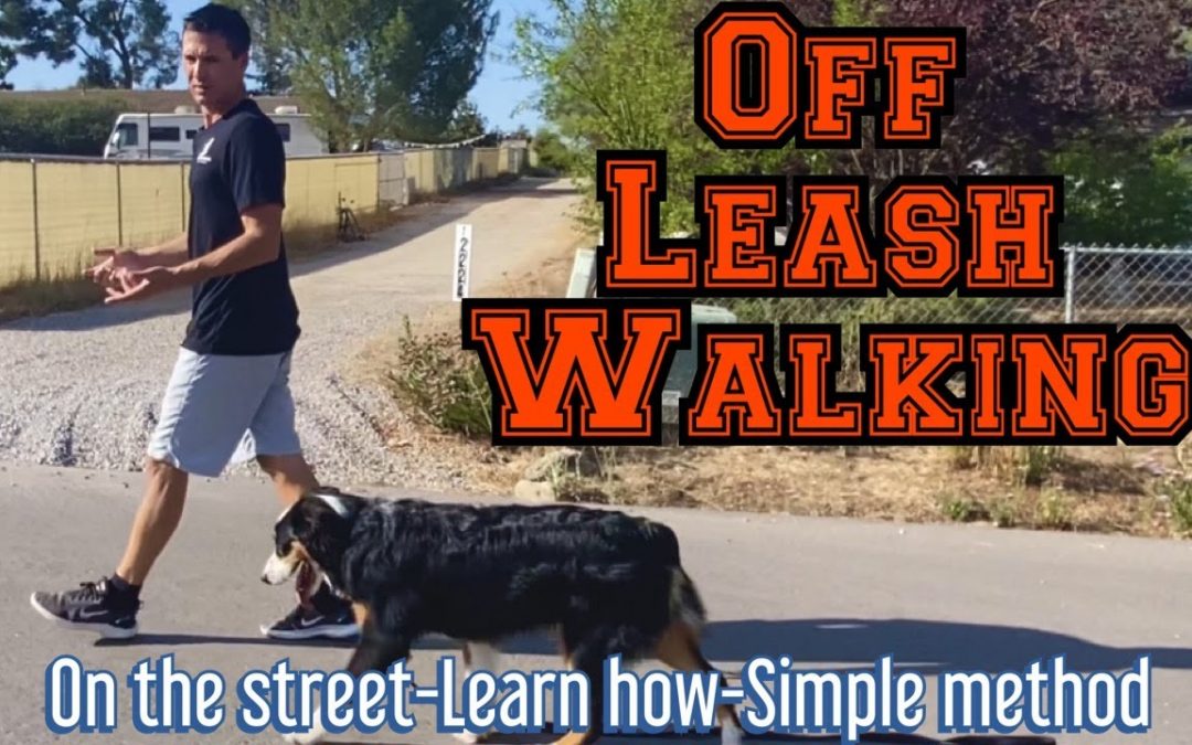 Learn the simple process to walk off leash with distractions