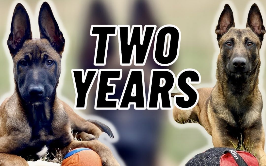 Training My MALINOIS! TWO YEARS in FOUR MINUTES!