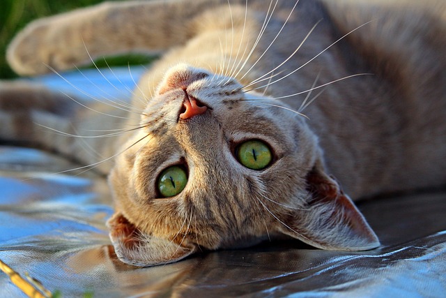 Why Is My Cat Doing That? Tips For A Cat Parent.