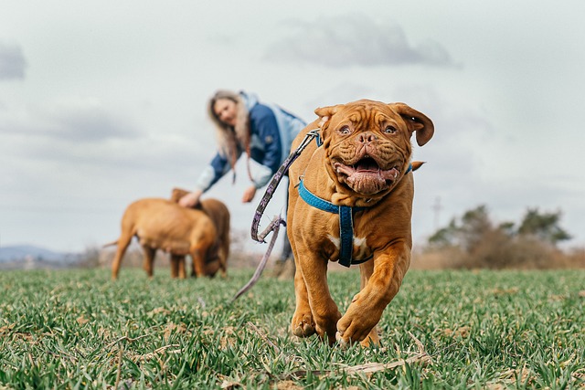 Good Methods And Good Equipment Result In A Good Dog