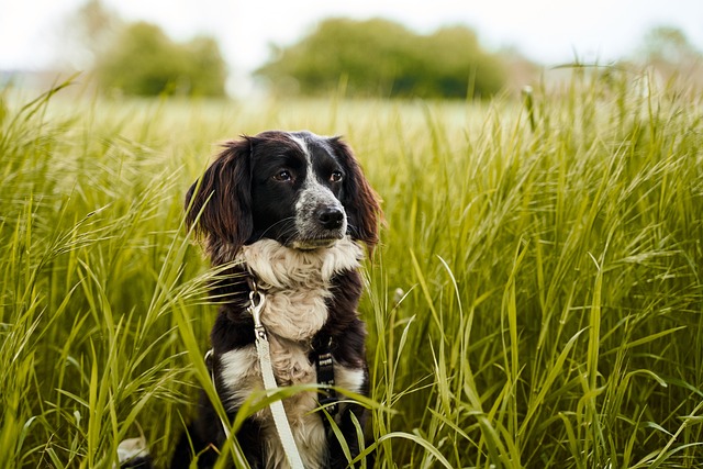 Great Advice For Training Your Dog