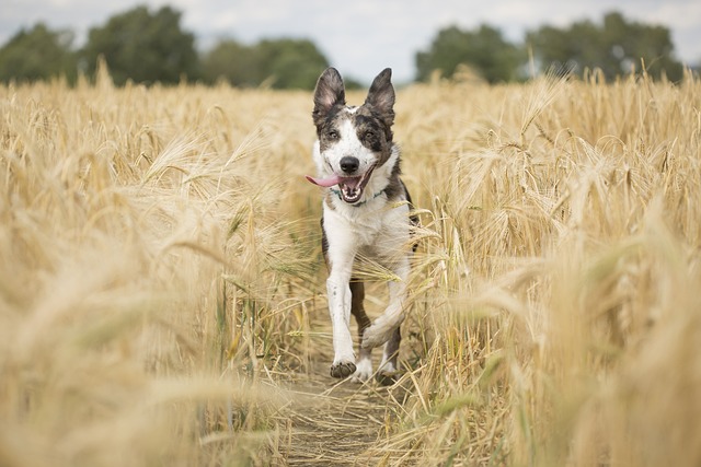 How Anyone Can Become A Great Dog Trainer