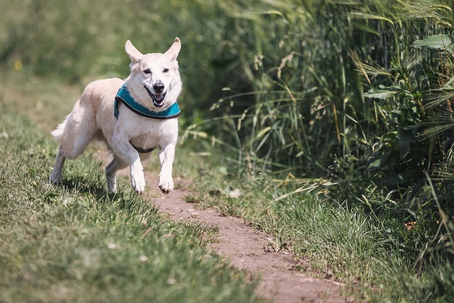 Important Steps With Your Puppy Training Strategy