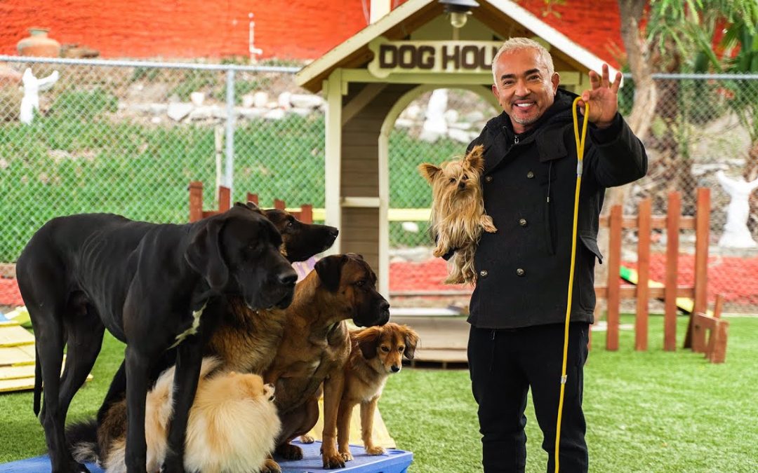 CESAR MILLAN TEACHES YOU HOW TO USE THE LEASH!