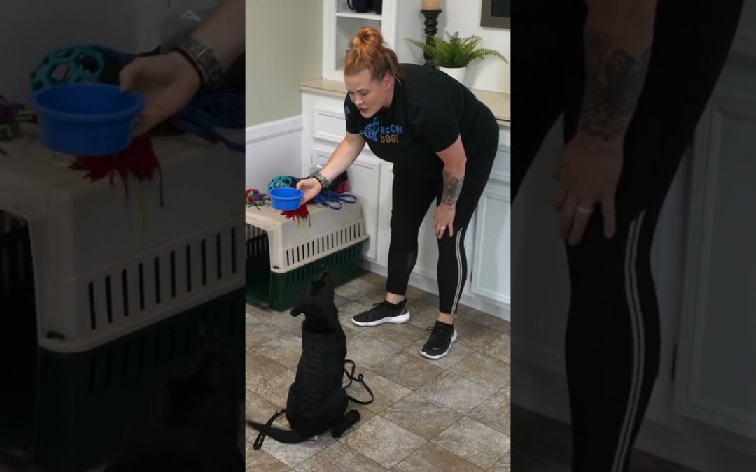 Puppy Training WIN You Should Get EVERY Morning!