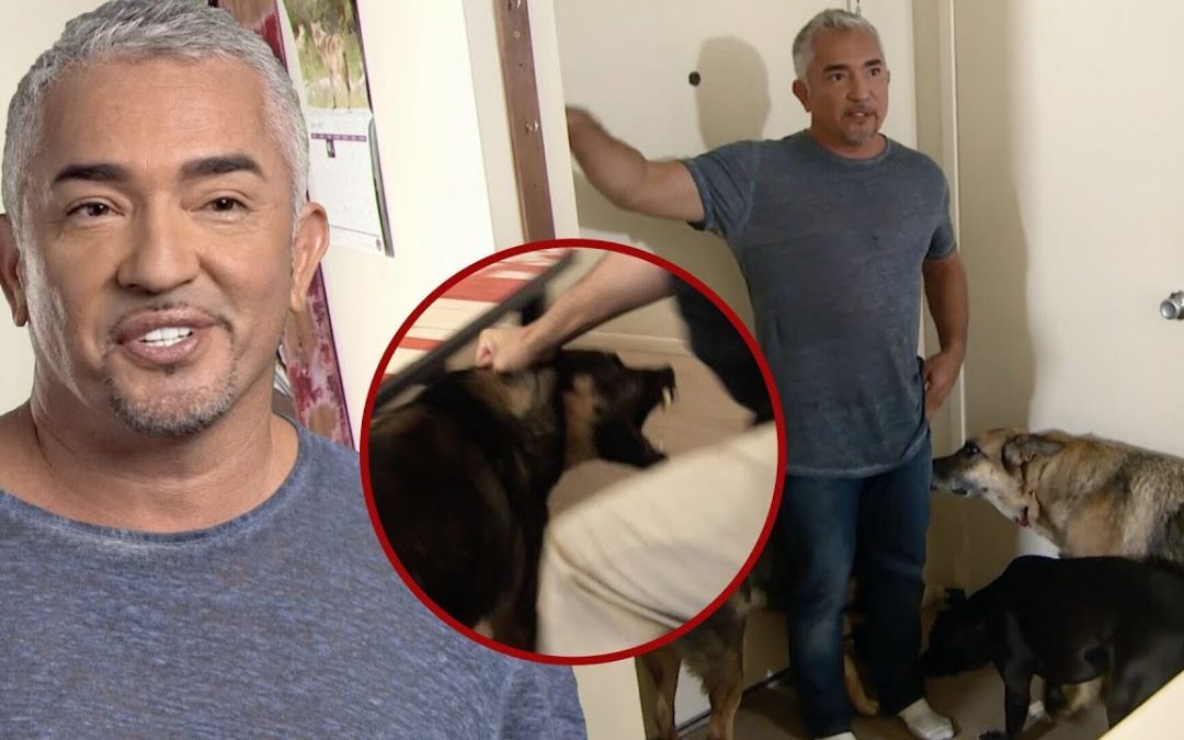 Cesar Millan Battles 3 Aggressive Dogs AND 1 Skeptical Owner