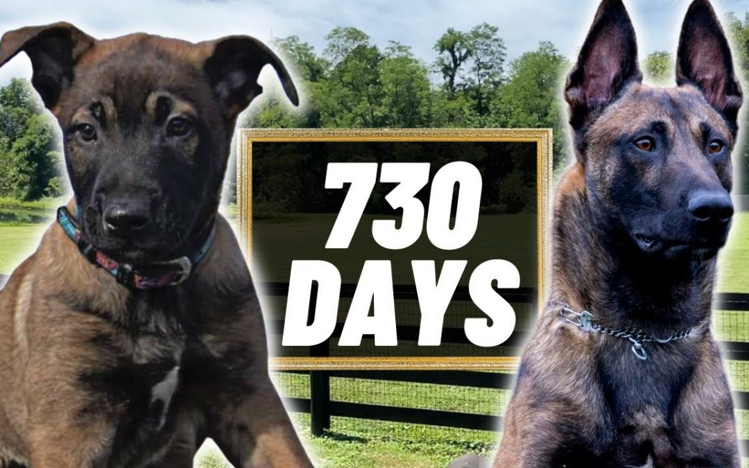 2 Years Of Training In 4 Minutes PT.2! Building The ULTIMATE Belgian Malinois!