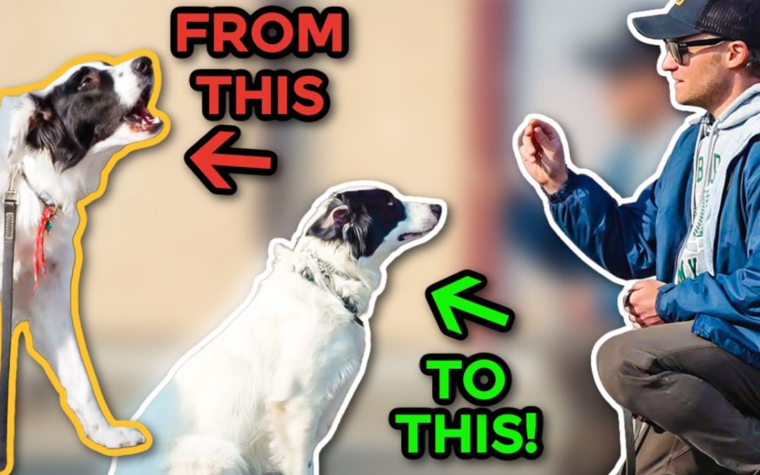 HOW TO SUCCESSFULLY TRAIN A FEARFUL DOG!