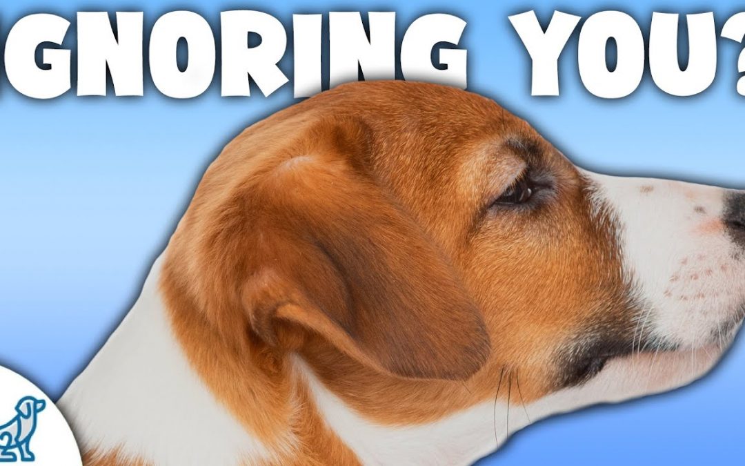 5 Reasons Your Dog STILL ISN’T Listening To You!