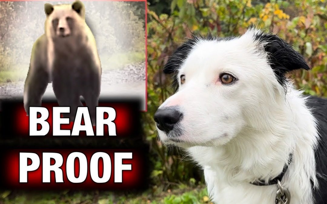 Mastering Real-World Socialization! Training my dog to be bear-proof!
