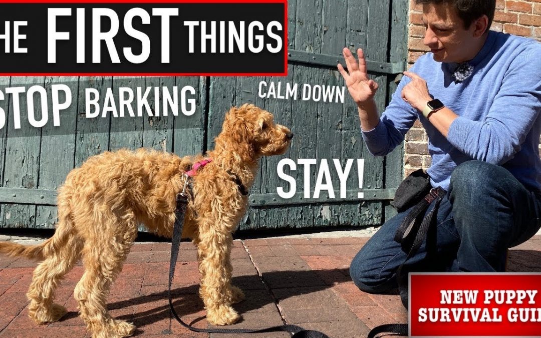 NEW PUPPY SURVIVAL GUIDE: How to Train ANY Dog to STOP Barking, Calm Down & Stay! (EP: 7)