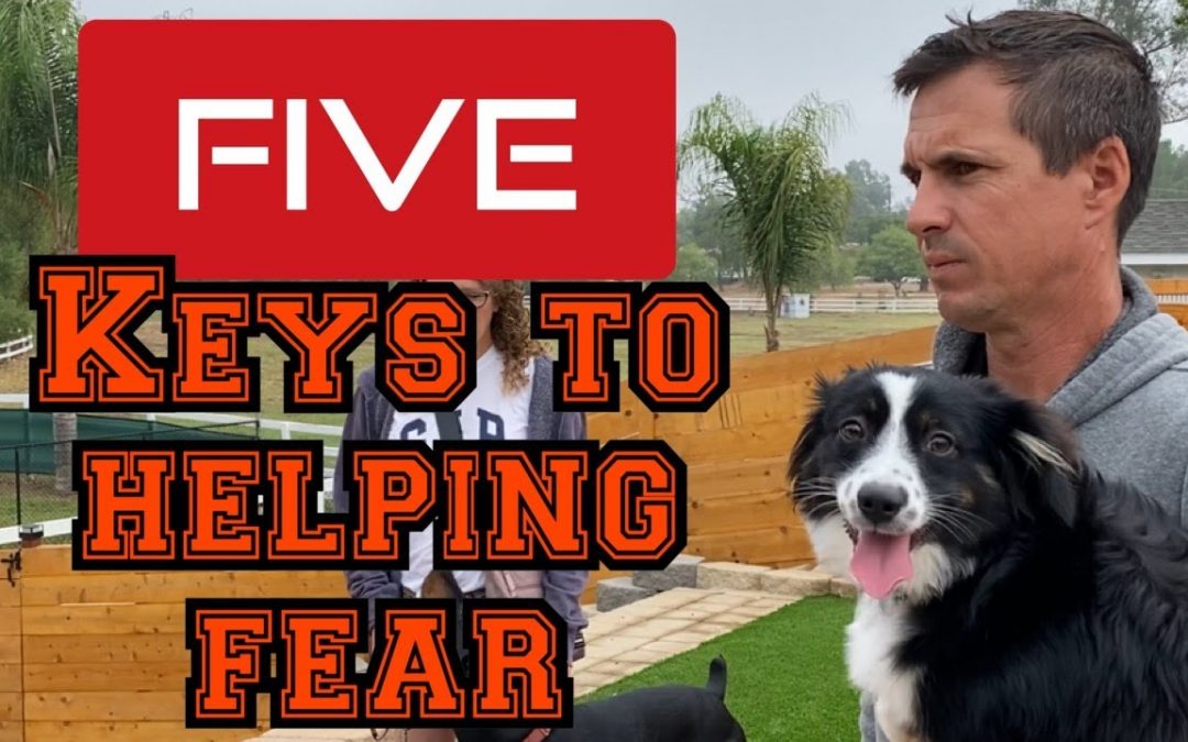 Learn how to help your fearful dog with my 5 keys to fixing fear