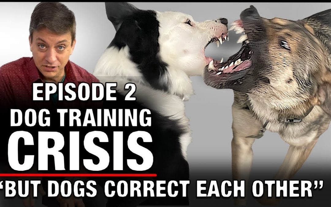 If Dogs Correct Each Other, Shouldn’t We Correct Them? YOU Are Being Misinformed En Masse￼