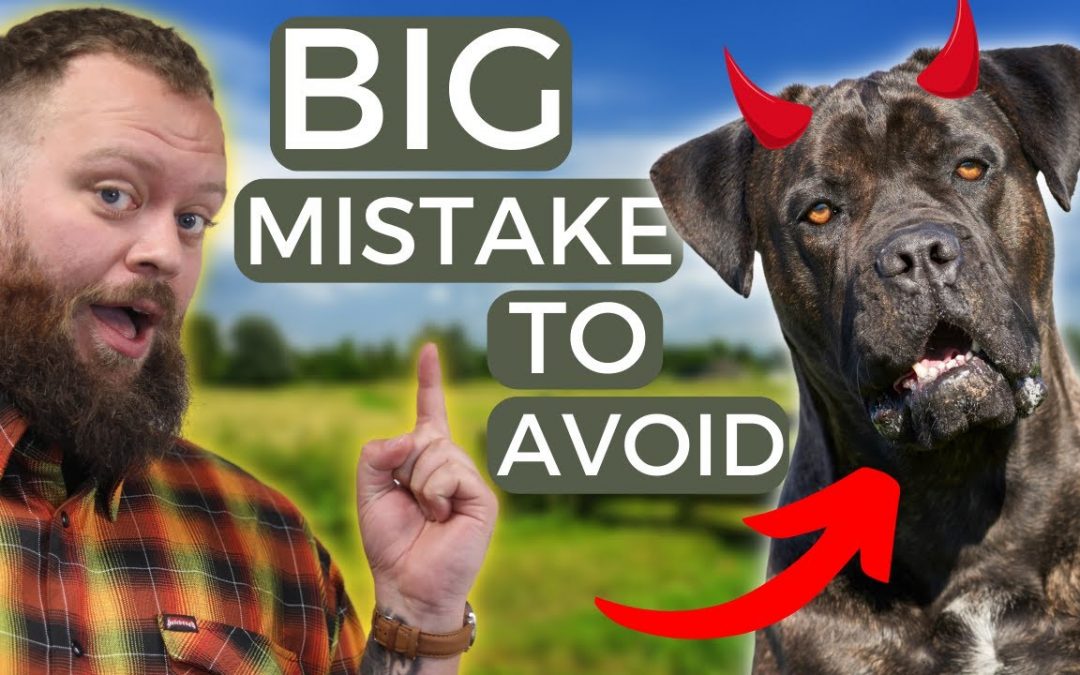 Doggie Aggression (Full Episode) | Cesar Millan: Better Human, Better Dog