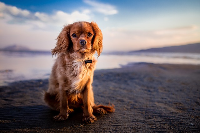 Top Tips For Having A Well Behaved Dog