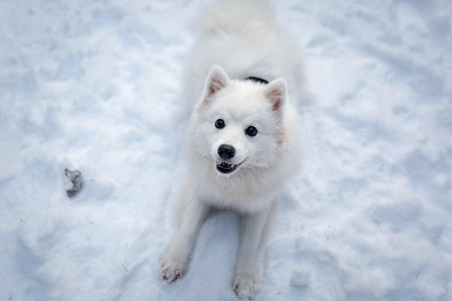 Train Your Dog With Love And Not Just Food