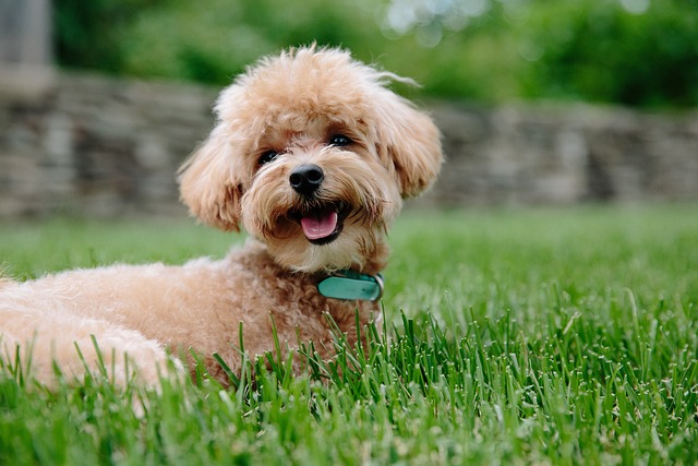 Help Your Dog Become Happy And Obedient With These Quick Tips