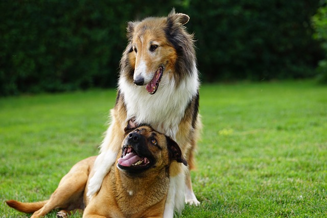 Here’s A Hint. Your Dog Wants To Make You Happy