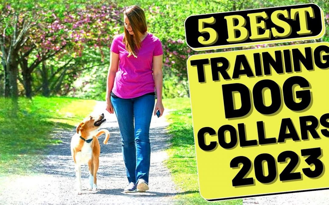 💥 Top 5 Best Dog Training Collars 2023