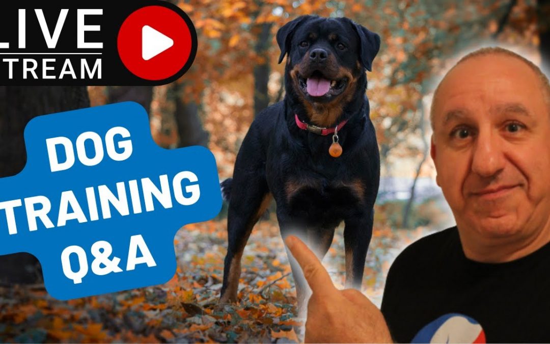 Ask your dog training questions from Saro dog training