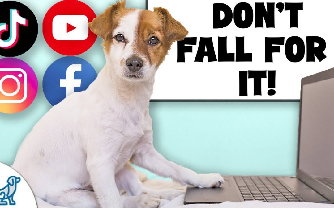 The Internet Is FULL Of Bad Dog Training Advice…