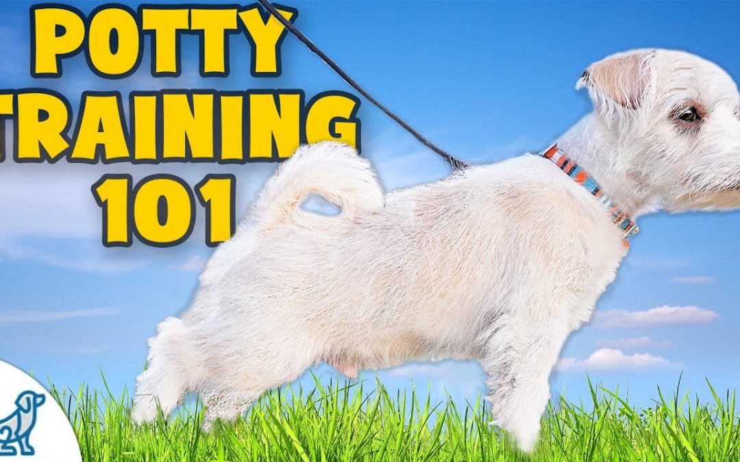STOP Your Puppy From Peeing Inside – Make It Easy!