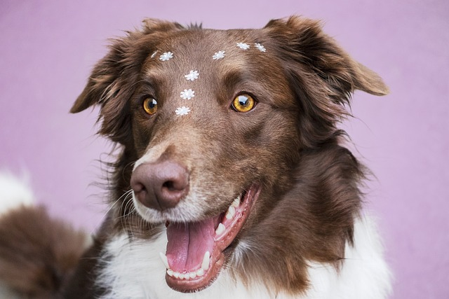 The Power Of Positive Reinforcement Canine Training