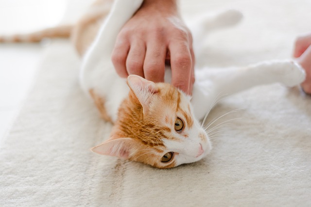 Top Tips Every Cat Household Needs To Hear