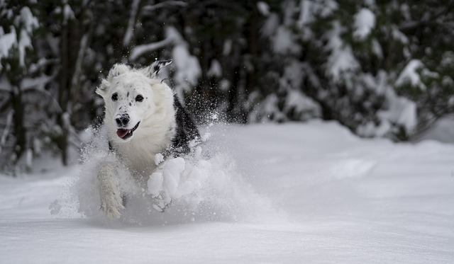 Trick That Dog Into Obedience With Some Simple Tips