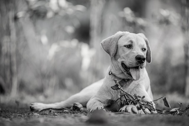 Tricks On How To Train Your Dog Correctly