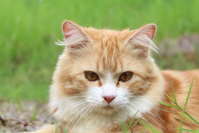 Is Your Cat Out Of Control? These Tips Can Help!