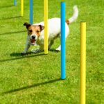 Dog Agility Training Equipment Dog Obstacle Course Includes Dog Jump Hurdle Dog Tunnel Pause Box Weave Poles With 2 Carry Bags Pet Jumping Starter Kit For Jumping Practice 0 4