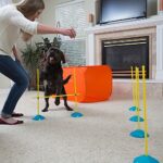 Outward Hound Zip Zoom Indoor Dog Agility Training Kit For Dogs 0 4
